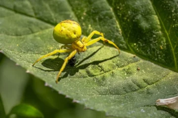 Crab Spider