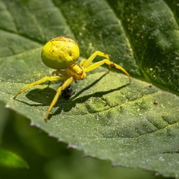 Crab Spider