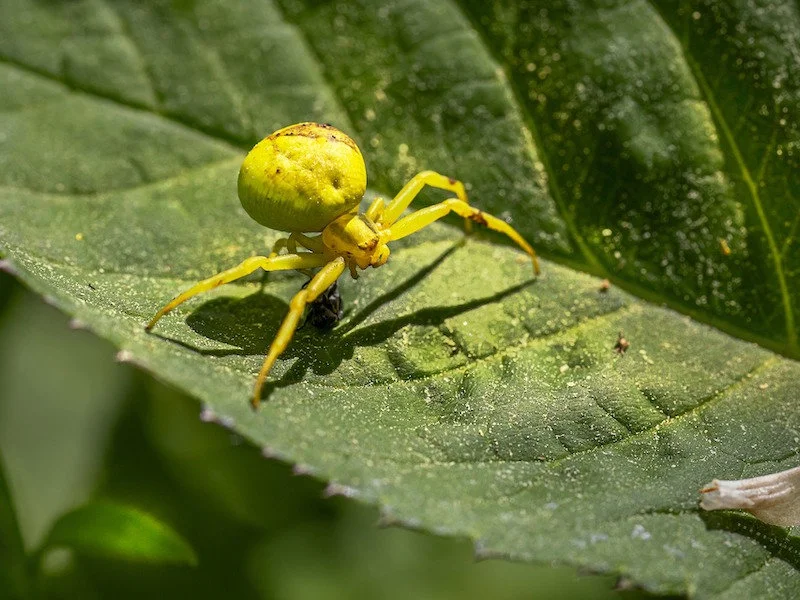 Crab Spider