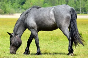 Blue Roan