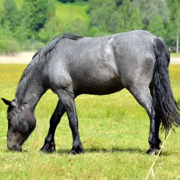 Blue Roan