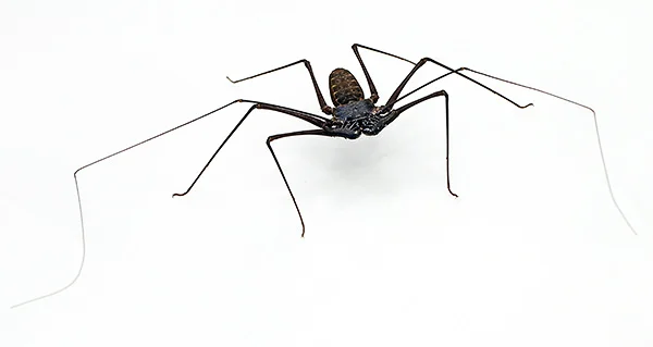 whip spider