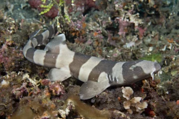 bamboo shark