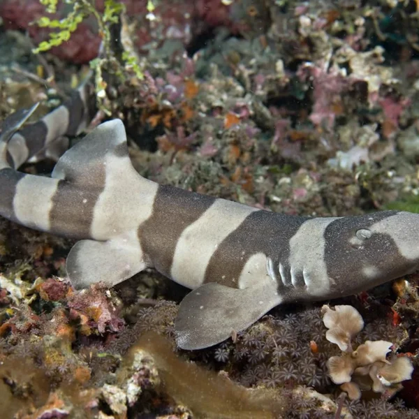 bamboo shark