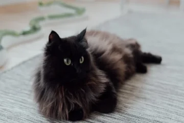 black maine coon