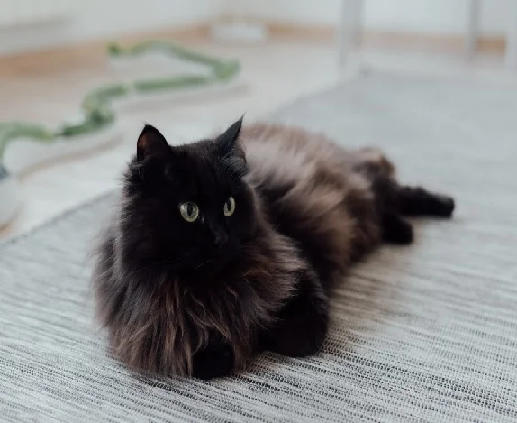 black maine coon