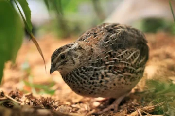 coturnix quail