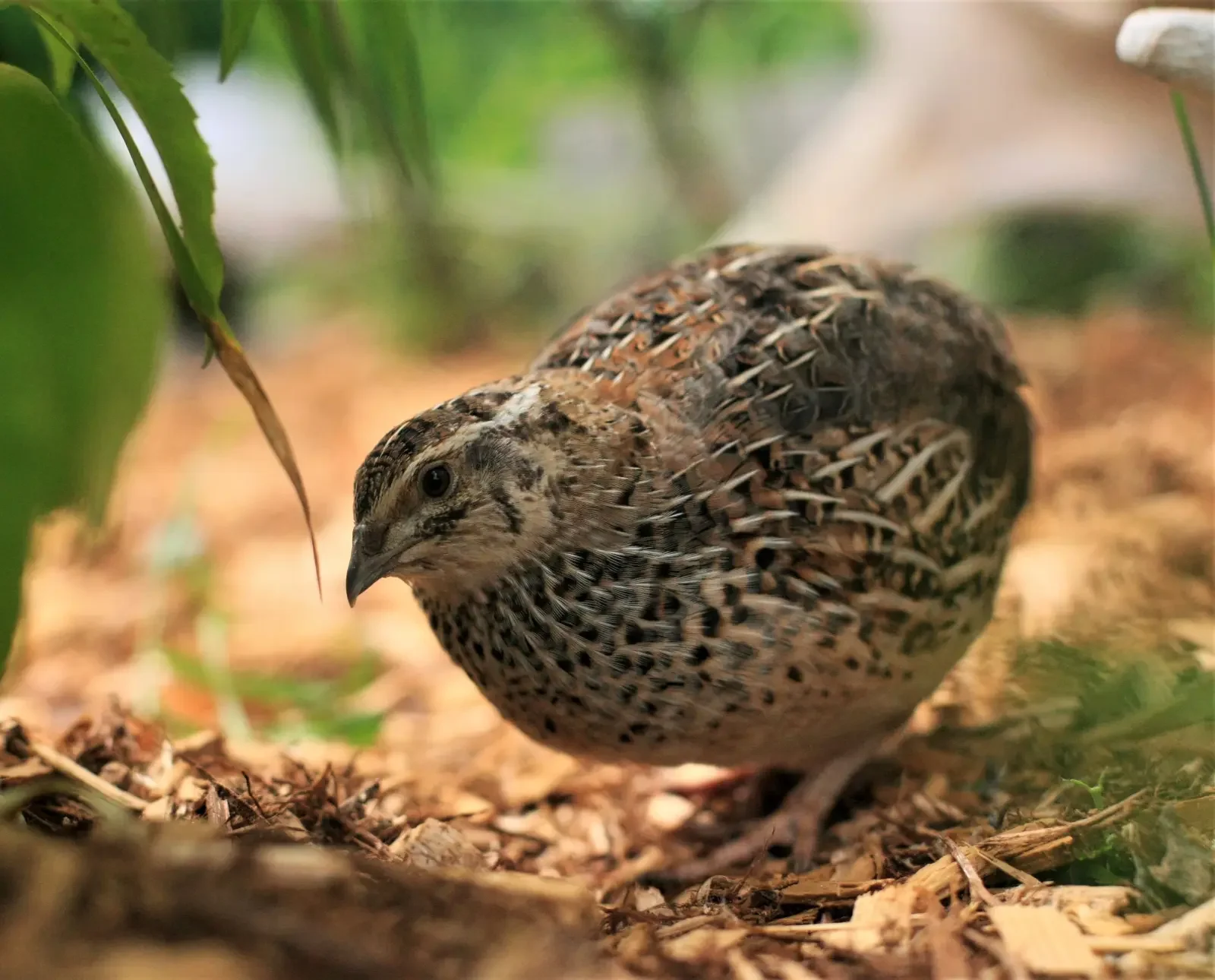 coturnix quail