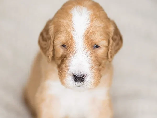 golden mountain dog