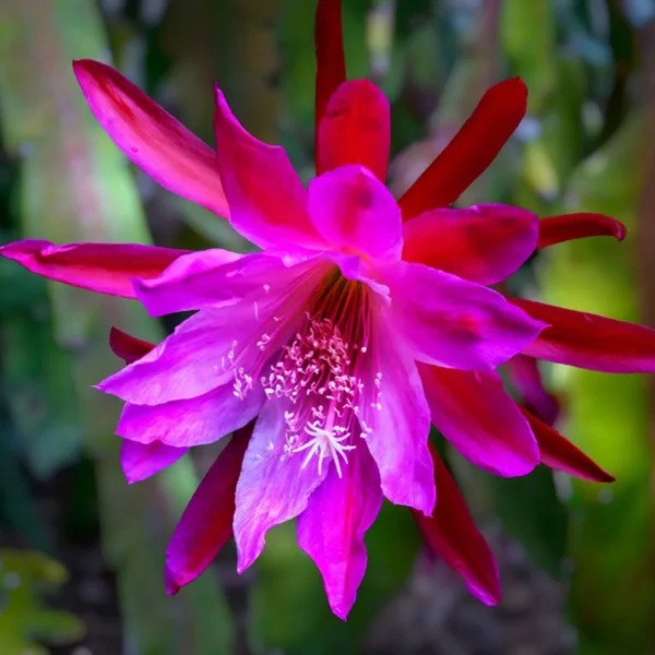 epiphyllum