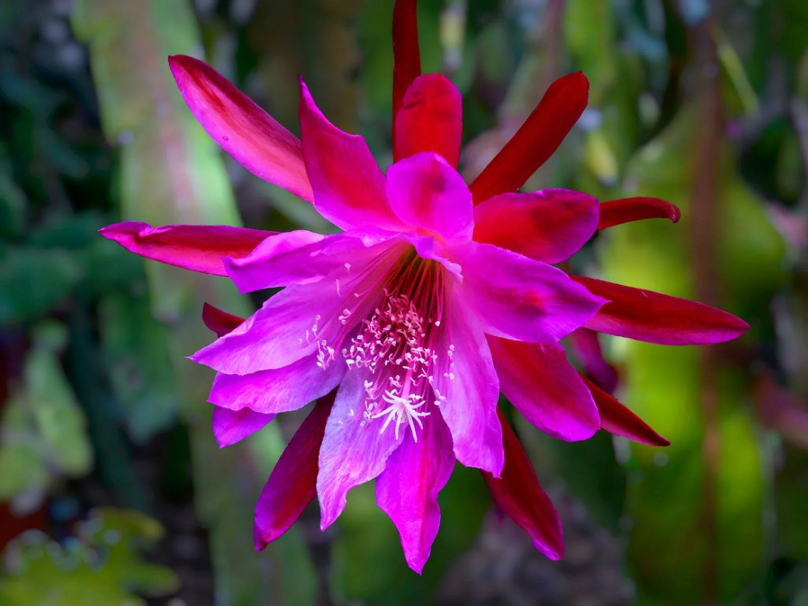 epiphyllum