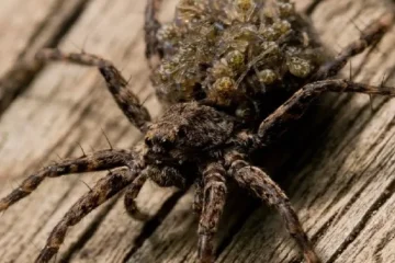 baby wolf spider