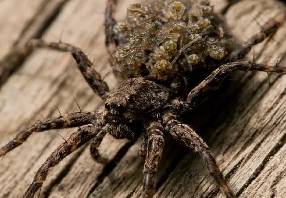 baby wolf spider